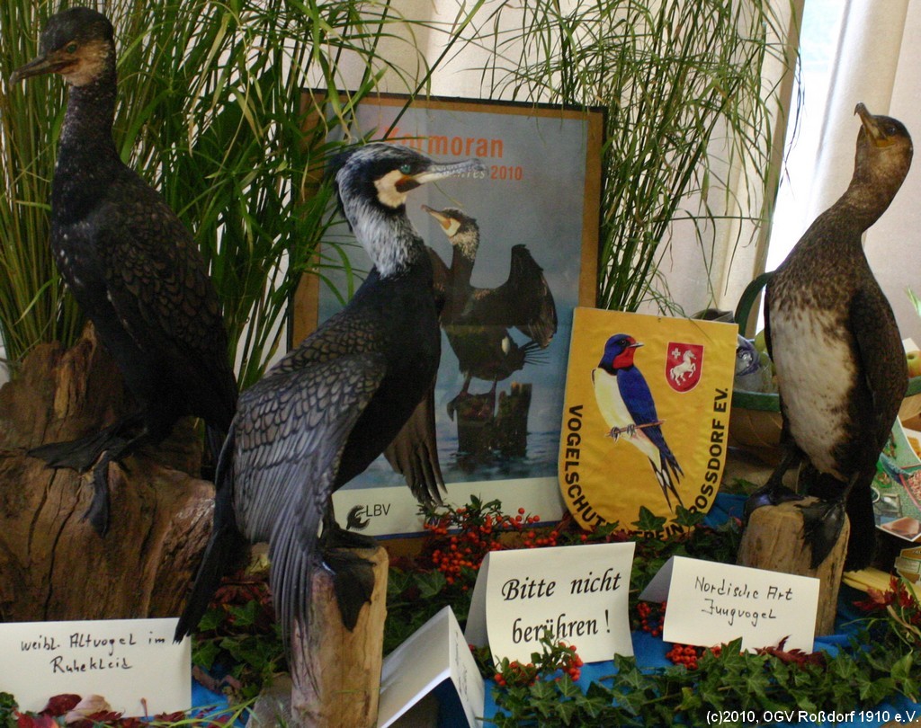 Ausstellung Vogelschutzverein Rodorf